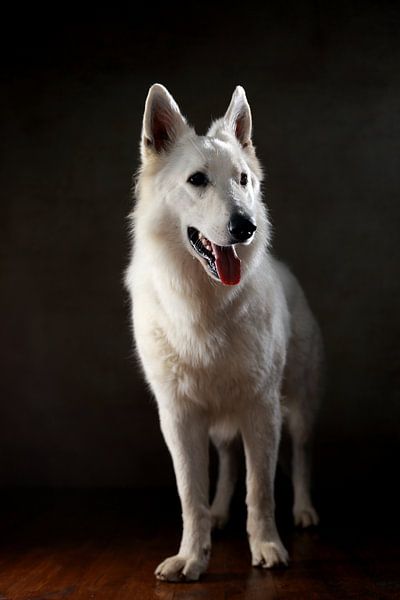 Schweizer Schäferhund von Jana Behr