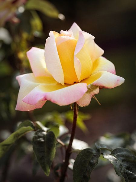 Wit gele Roos van Rob Boon