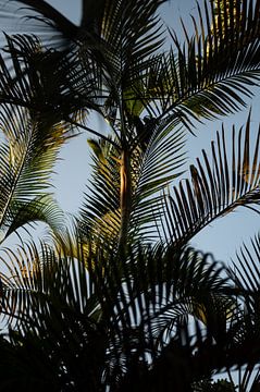 Palme mit schönem Licht von einer untergehenden Sonne von Kíen Merk