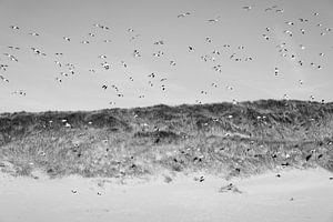 duinen sur Hans Bronk