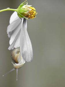 Snail and Flower von Mirakels Kiekje