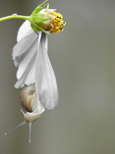 Slak en Cosmea bloem