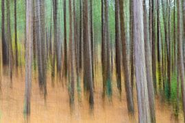 Schoorl Woods by Nico Buijs