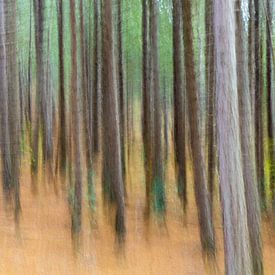 Schoorl Woods by Nico Buijs