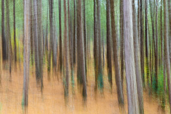 Forêt de Schoorl