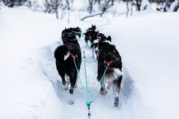 Honden trekken slee door diepe sneeuw