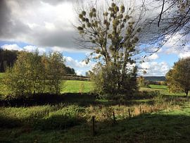 Onder de Misletoe van Remy de Wild