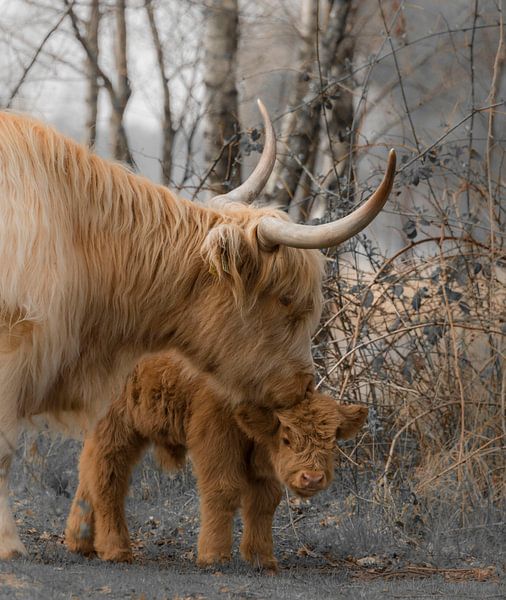 Highlander écossais avec son jeune veau par Ans Bastiaanssen