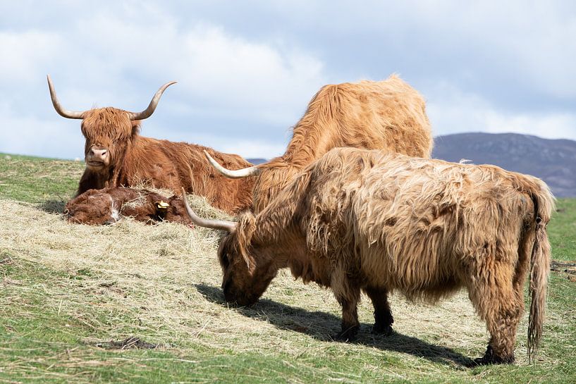 Highlander écossais par Anita Kabbedijk