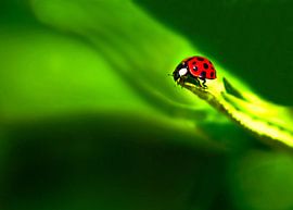 Ladybug; small....but brave. by Ida Muller
