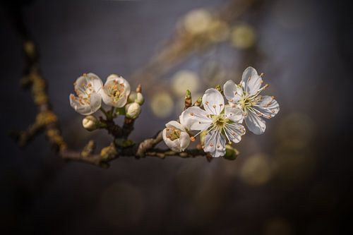 Plum Blossom