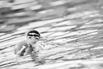 Mini duck by Lonneke Prins