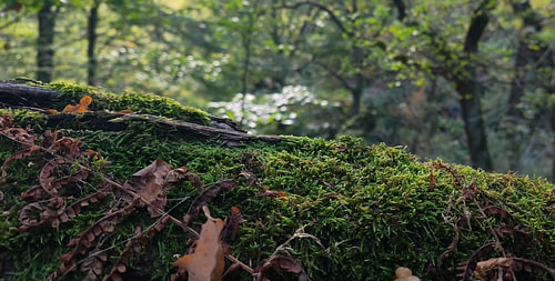 Emerald Forest Moss and Woodland Floor