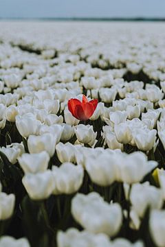 Een rode tulp, omringd door een zee van frisse witte tulpen van Pim Haring