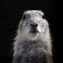 Foto van een jong Prairiehondje van Marja Suur thumbnail