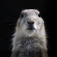 Foto van een jong Prairiehondje