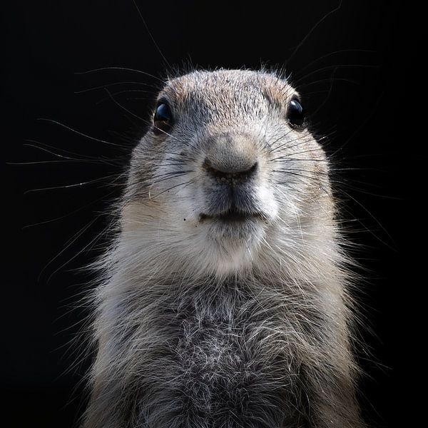 Foto van een jong Prairiehondje van Marja Suur