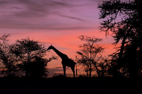 Giraffe bij het Afrikaanse dageraad in de Serengeti.