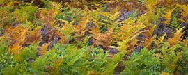 green and yellow ferns among flowering purple heather by Henno Drop
