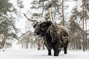 Schottische Hochlandkuh im Schnee in einem Wald im Winter