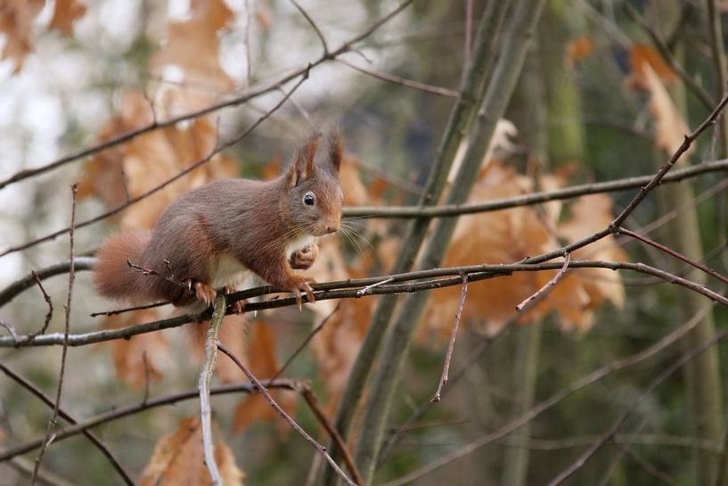 Eichhörnchen im Wald von Niels van den Berg