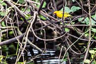 geel vogeltje bij de Nijl in Uganda van Eric van Nieuwland thumbnail