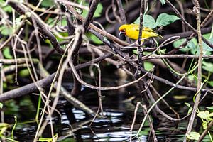oiseau jaune près du Nil en Ouganda