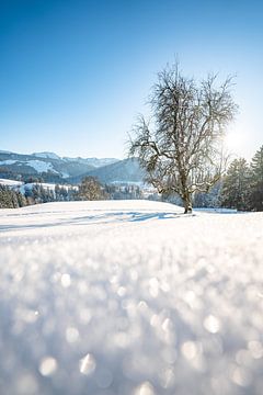 Zonsondergang met uitzicht op Oberstaufen, Staufen, Säntis en de Hochgrat van Leo Schindzielorz