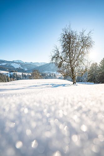 Zonsondergang met uitzicht op Oberstaufen, Staufen, Säntis en de Hochgrat