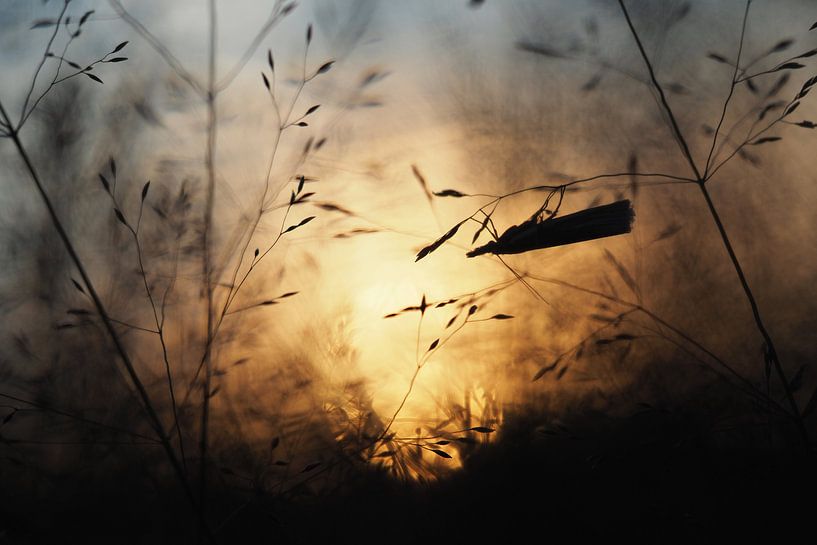 Caddis fly by sunset. by Astrid Brouwers