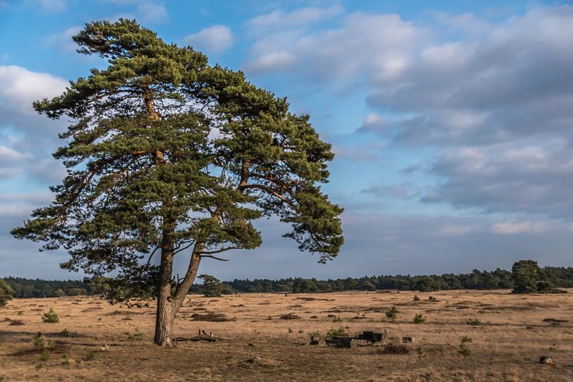 Machtige boom von Inge Heeringa
