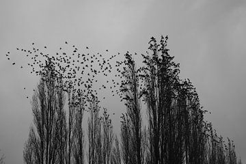 De spreeuwen verlaten de boom van Felix Van Leusden