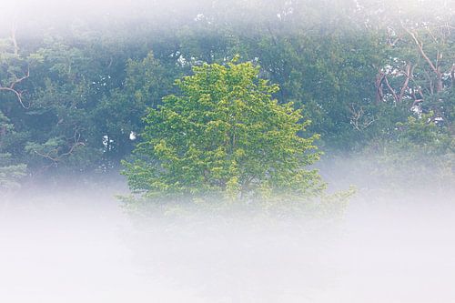 Arbre dans la brume au lever du soleil | Utrechtse Heuvelrug
