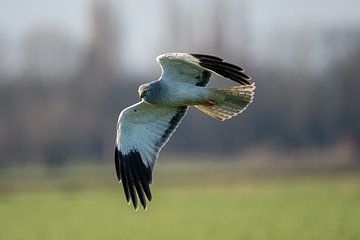 Blauwe kiekendief. van Robbie Nijman