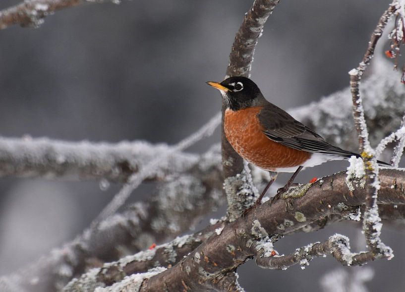 An American robin in winter by Claude Laprise