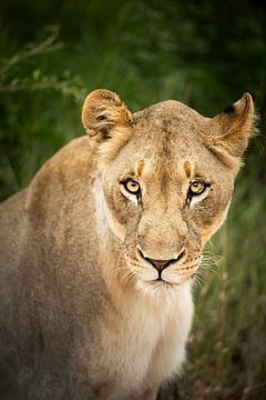 Löwin in Südafrika von Paula Romein
