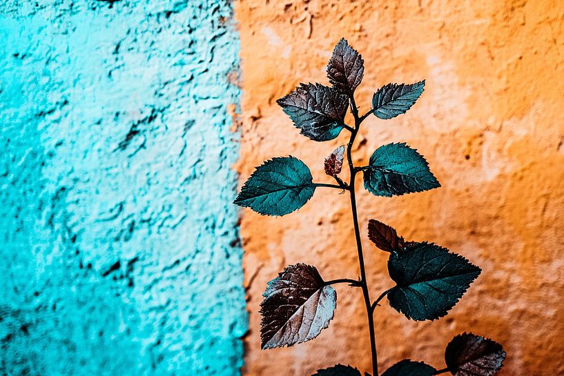 Colourful leaves with contrasting wall by Imperial Art House