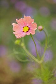Cosmea Apricotta - Sommer-Vibes von Dagmar Hijmans
