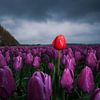 Rote Tulpe zwischen violetten Tulpen von Fotografiecor .nl