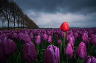 Rote Tulpe zwischen violetten Tulpen von Fotografiecor .nl Miniaturansicht