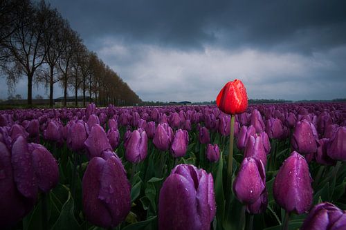 Rote Tulpe zwischen violetten Tulpen