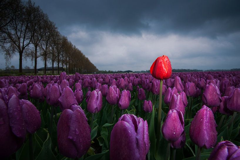Rote Tulpe zwischen violetten Tulpen von Fotografiecor .nl