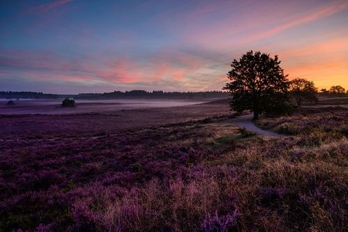 Heideveld renderklippen in de vroege ochtend