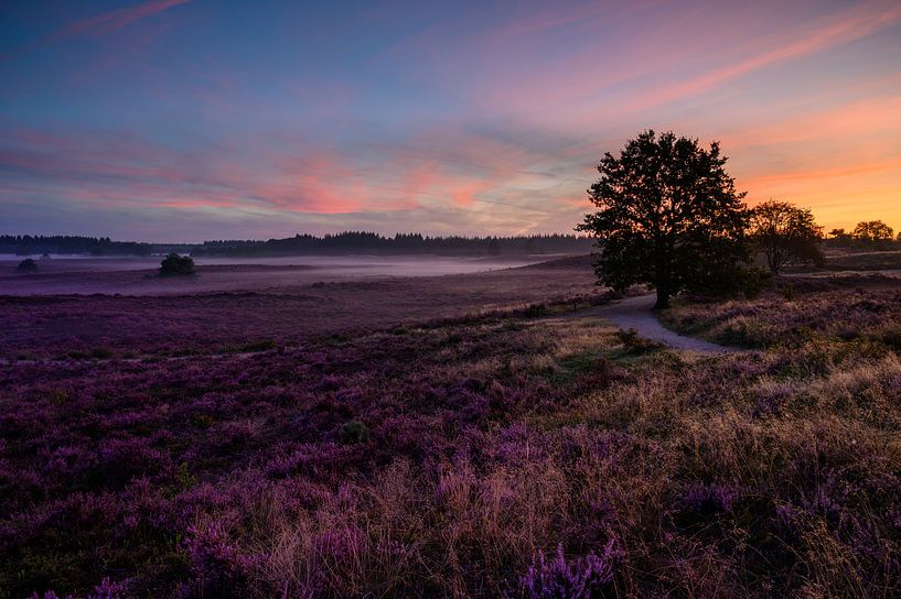 Heideveld, das am frühen Morgen Klippen rendert. von Michel Knikker
