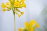 Gulden sleutelbloem
