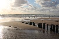 Holzbuhne mit Möwen am Strand bei Rantum auf Sylt