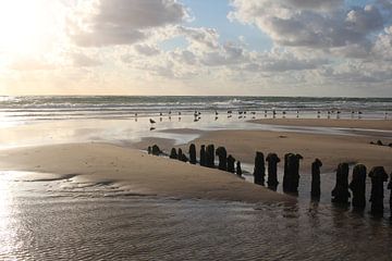 Holzbuhne mit Möwen am Strand bei Rantum auf Sylt