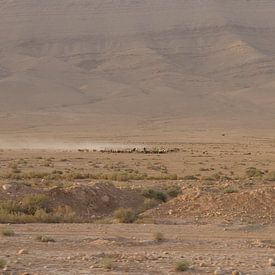 Herd of shepherds in the Syrian desert by WeltReisender Magazin