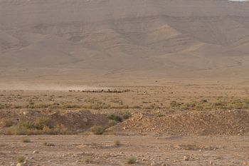 Hirtenherde in der syrischen Wüste