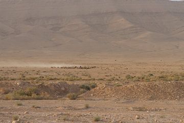 Herd of shepherds in the Syrian desert